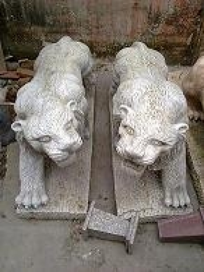 Cọp 05